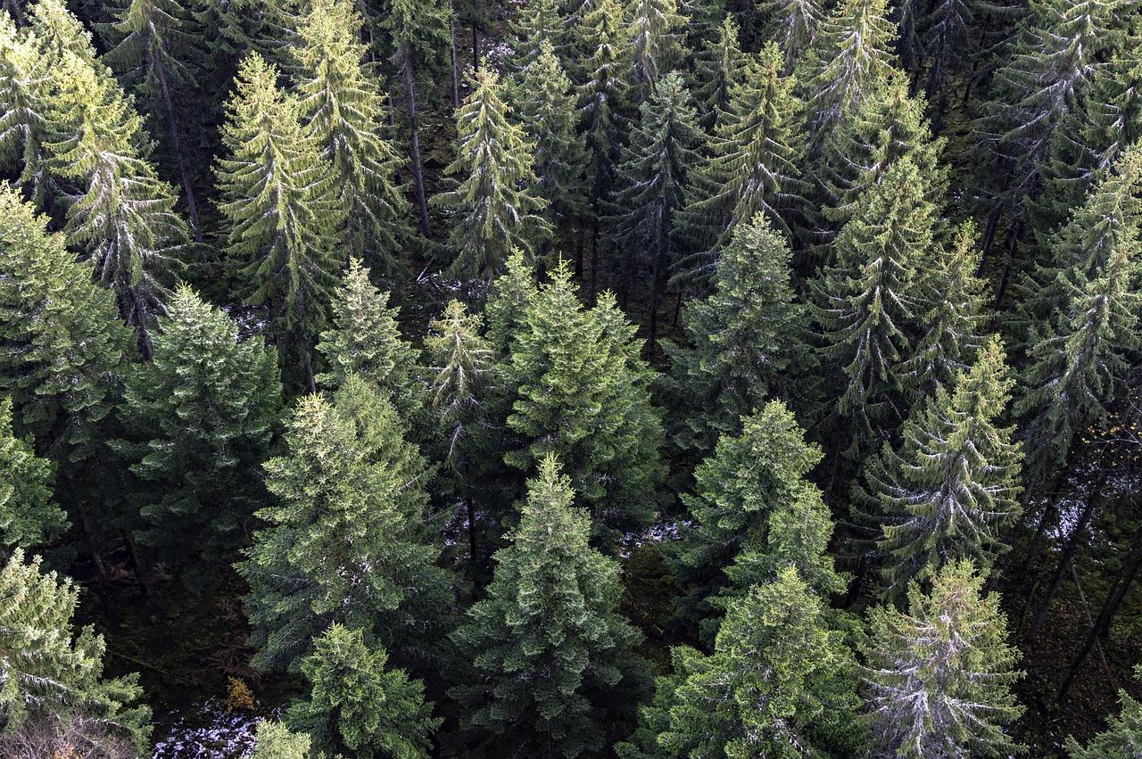 Weihnachtsbaum