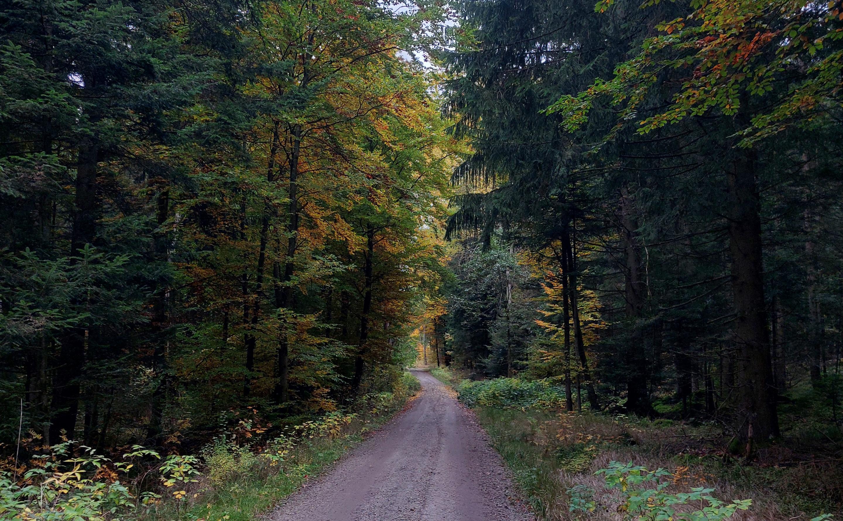 Wald mit Straße