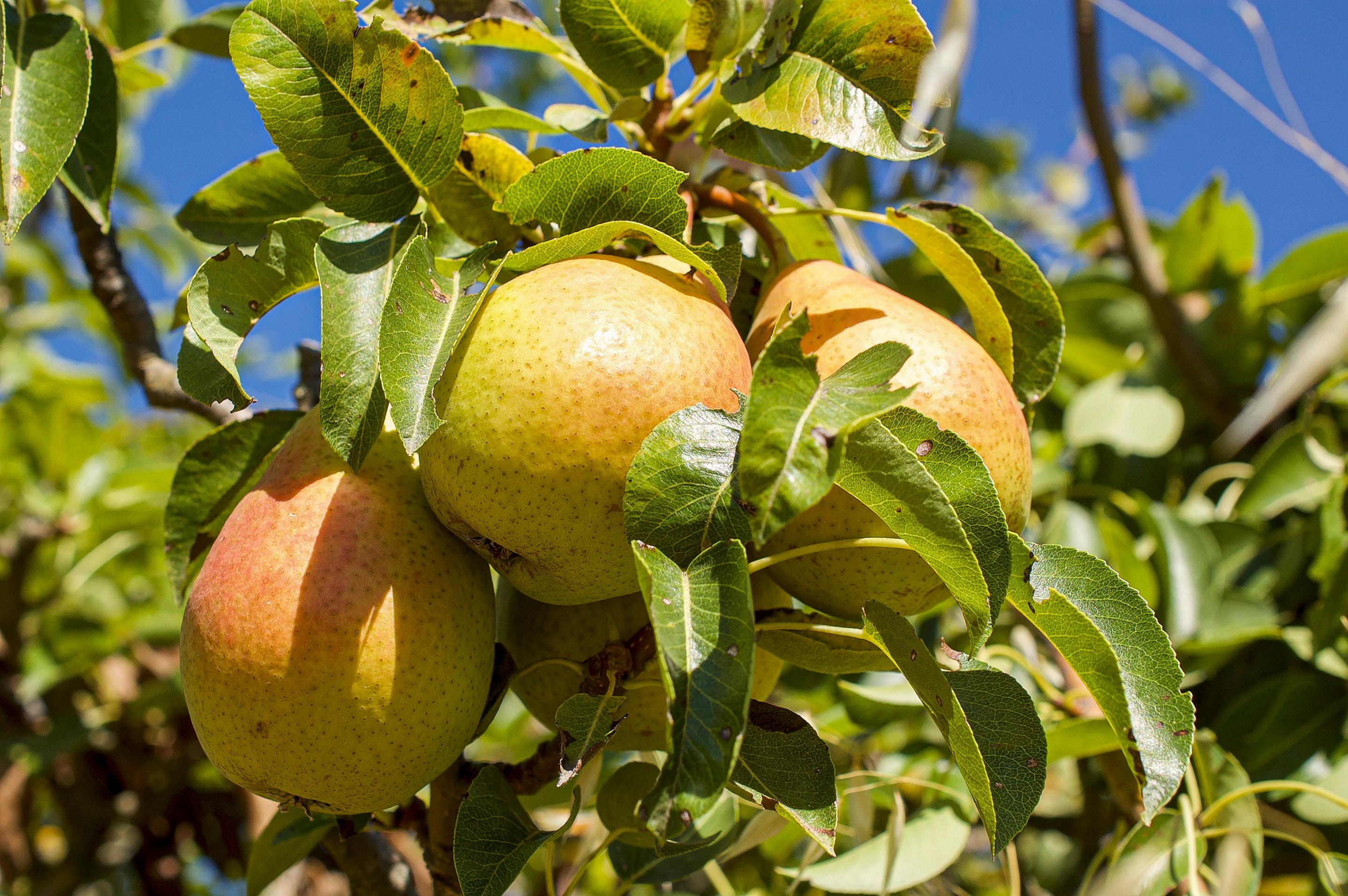 Birnenbaum